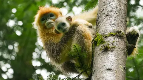 Joyce Liu/BBC A mother monkey and baby sit in a tree
