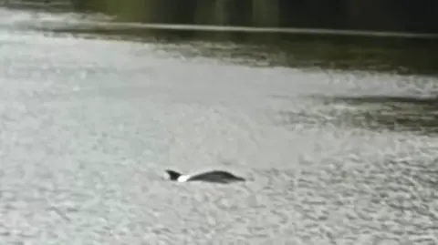 A dolphin in a river