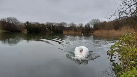 Yen Milne A large swan paddles towards the camera, leaving a large wake of water behind it. Another swan can be glimpsed in the distance, possibly heading in the same direction.