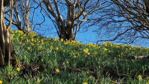 Mandy A steep bank covered in yellow daffodils, with a few trees. The camera angle is looking up the bank towards the blue sky.