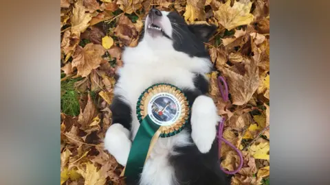 Jessica Huntley A black and white dog lying on her back in autumn leaves, with a green rosette balanced on her chest saying Tredegar and District Canine Society best import.
