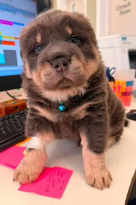 Falmouth Vets for Pets The dog has a small face and is brown and golden in colour. It is sat on a desk in front of a computer screen.