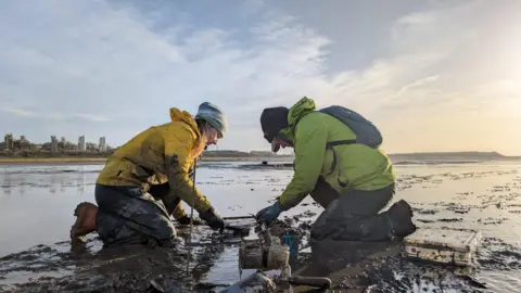 Cumbria Wildlife Trust Amber Gould is kneeling in the mud next to another person as they plant seeds. Amber is wearing a woolly hat, yellow waterproof jacket and dark pants. The other person is also wearing a woolly hat along with a green waterproof jacket and dark pants.
