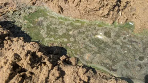 Blue-green algae in a sanded area.
