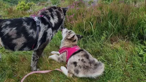 Dominika Sojka Bijoux and Saphir dogs that are touching noses on the grass