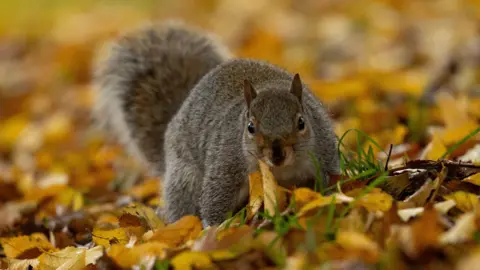 EPA/Shutterstock A grey squirrel standing on a bed of autumnal leaves staring at the camera