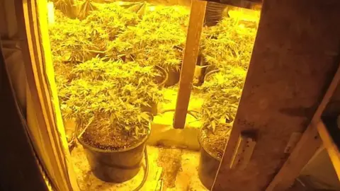 Cannabis plants growing in a house