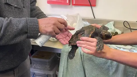 GSPCA A pair of hands holds the turtle while a second pair of hands holds a spray bottle pointed at it. There is a stainless steel worktop in the background with a green towel and other supplies on it.