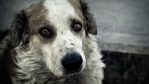 A dog with sorrowful eyes looks at the camera. The dogs hair is matted and it looks dirty. It is in front of a mouldy white wall.