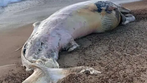 Dale Ariss The body of a deceased whale is on sand and shingle on a beach. The sea can be seen lapping at the shore behind the whale.