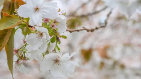 Phil Wilkinson A close-up of the flower. The white petals are small and dotted with yellow specks. There are also some pink budding flowers on the branch, and some green/orange leaves.