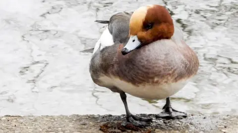 A male wigeon standing on a man-made concrete quay at the edge of water. The duck has a chestnut coloured head with a lighter brown stripe running from the top of its bill over the middle of its head. Its bill is white with a black tip. Its body has a light brown breast, white underside with its sides/wings (which are tucked in) being a mixture of white plumage and white and black areas.