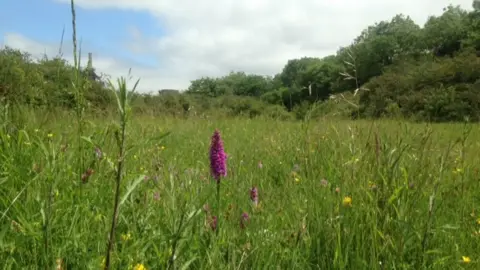 Kim Coverdale A pink orchid grows in a wildflower meadow of other small yellow flowers and grass, with a row of trees in the background 