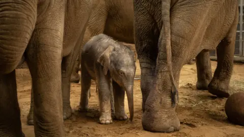 ZSL An elephant calf, surrounded by other elephants. You can just see their legs, and one tail. The ground is dirty, with mud and straw on it. 