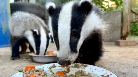 Two badger cubs eating from white metal plates. They are eating meat and carrots. The badger at the front of the image appears to be looking at the camera.