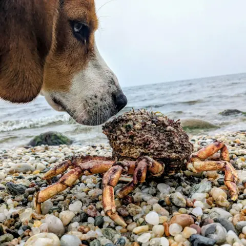 Genevieve Guy An unimpressed looking Beagle dog is peering down at a large spider crab on a pebbly beach. Gentle waves are visible in the background.