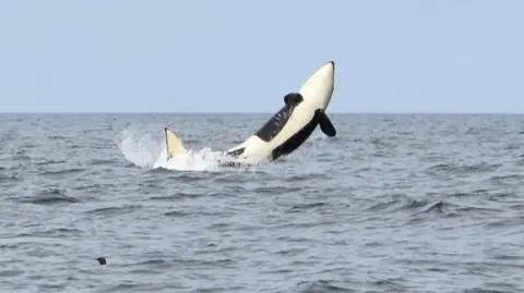 Julia Dunbar Orca jumping from the sea, the black and white mammal's frame is against a blue sea and sky.