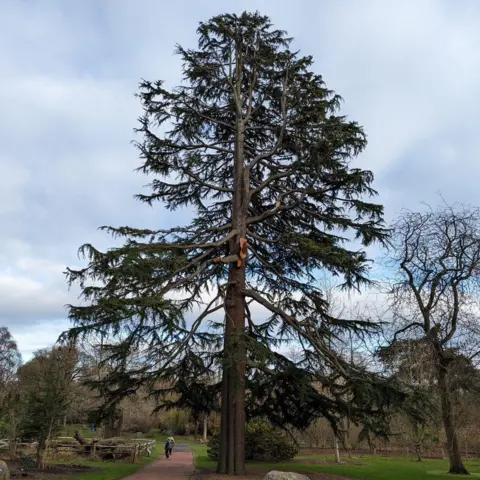 RBGE The tallest tree before it was ripped up in the storm. Two people are walking close to it on a path through the gardens