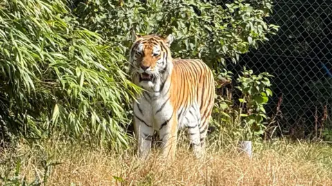 An Amur Tiger standing next to shrubbery in its enclosure at Dartmoor Zoo.