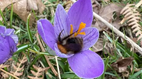 Close up of a light purple Nottingham Crocus, with a bee feeding at its centre