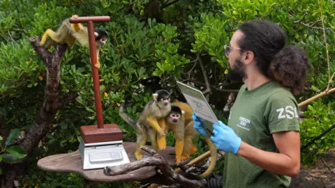 PA Media Three Bolivian black-capped squirrel monkeys swing and huddle near a wooden pole placed on a weighing scale while a zookeeper takes notes