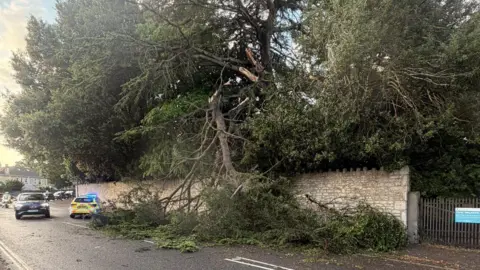 A huge branch hanging from an ancient tree completely blocks a pavement and part of a road. The tree itself sits the other side of a stone wall.