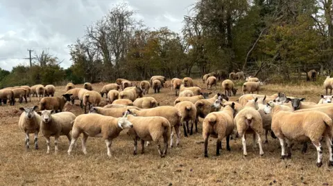A field of very dry brown short grass with a flock of more than 20 sheep.
