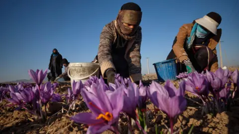 Getty Images Two people with coverings over their face and heads, and wearing warm clothes and gloves are leaning down to pick the light purple crocuses from a field. It is sunny weather with clear blue skies.