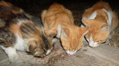 Three cats eating off floor