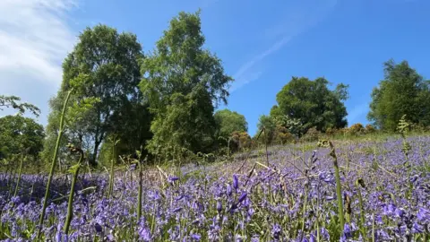 GOLDCREST Land & Forestry Group purple flowers in field