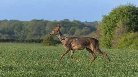 The dear walking across a field after being released. The brown animal has a number of marks along her back but looks healthy. She is walking through a field of green plants. Hedgerows and trees can be seen behind her.