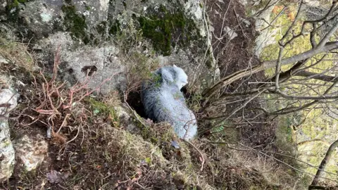 Keswick Mountain Rescue Team A photograph of the sheep stuck on the ledge from above. It is lying down and surrounded by soils, rocks and branches.