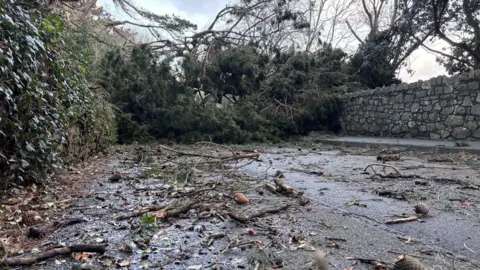 Fallen trees in Castel by the primary school just off Mont d'Aval in Guernsey caused by Storm Goretti, covering a road in wood and debris.