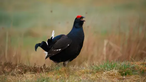 Getty Images A black male grouse with white tail feathers and a red wattle on the top of its head, standing on grass with its beak open