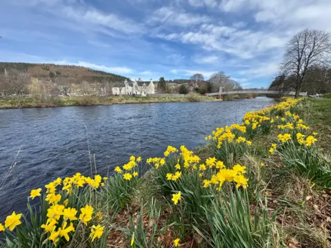 Vicky A/ BBC Weather Watchers Daffodils on the banks of a river. A large house and a bridge can be seen in the background. The sky is blue with some light clouds