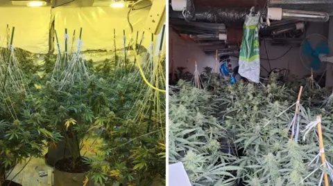 West Mercia Police Two images side by side showing plants. The photo on the left is brighter, with many plants in front of a yellow background. The other image has many plants held upright by sticks beneath silver industrial ducts