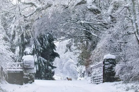 Brian Colston A sheep in the distance on a snow covered track, with snow-covered trees dominating the scene, as well as a snow-covered open gate.