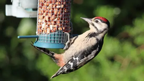 A woodpecker, which is a grey bird, with black and white feathers and red on top of its head, perches on a blue bird feeder with nuts inside.