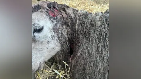 Beth Morris There is a sheep who's wool is coated in mud. Around where it's ear would be is a bloody fleshwound. The sheep looks in pain and is surrounded by wheat.