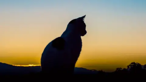 The silhouette of a cat against a blue and yellow skyline