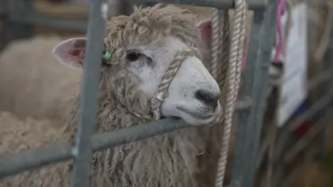 A Lincolnshire Longwool sheep resting its chin on a metal gate.