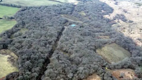 Gower Society The same woodland as the photo above, but with a huge expanse of trees. The only gap in the tree-cover is a tiny square on the right of the photo.