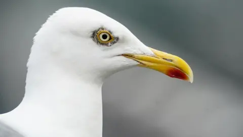 PA European herring gull