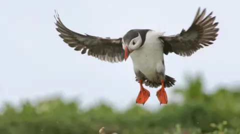 National Trust images  A puffin landing onto the ground with its wings in the air 