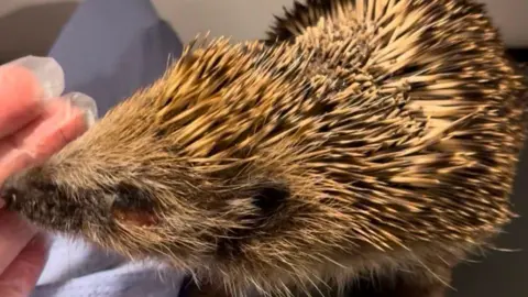 Lucky Hedgehog Rescue A hedgehog is standing on its side and has visible damage to its left eye and body puncture wounds. A hand with a clear glove can be seen near to its nose.