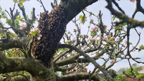 John Adams A swarm of bees on the trunk of a cherry tree in a garden. A house rooftop can be seen in the distance. The sky is pale blue.