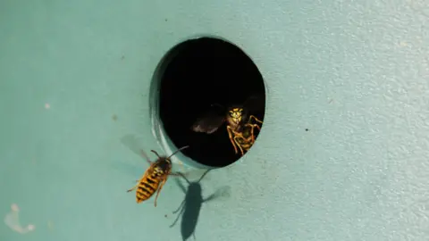 Barnaby Perkins/BBC Two wasps at the entrance to a nesting box