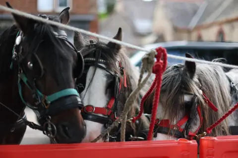 ADAM VAUGHAN/EPA/Shutterstock Close-up of three horses tied up in Appleby's town square. 