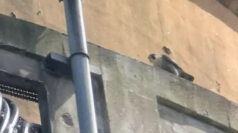 Jenna Beech A close-up image of a peregrine falcon perched on top of a concrete structure. 