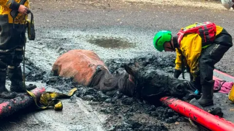 A large animal rescue operation taking place in a muddy, partially dried pond or wetland surrounded by dense trees and vegetation. A horse is trapped in deep mud near the centre of the image.